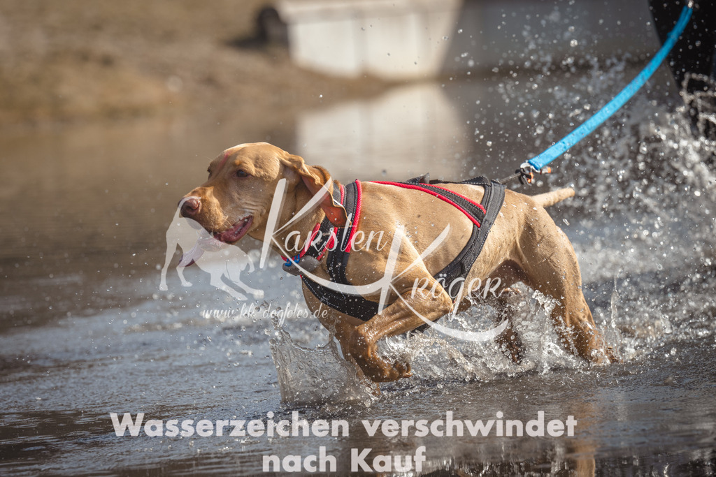 1135_ZZ95055 | kk-dogfotos