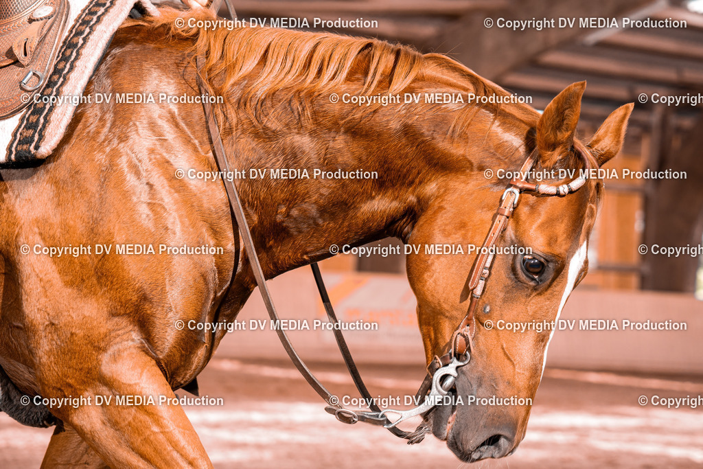 NE100719 | dv-media-shop - Realisiert mit Pictrs.com