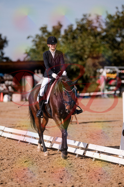 2026_10_03_Siefer-Hof_125538_Z81_45166657 | Professionelle Reitsport-, Turnier- und Eventfotografie von Robert Broda. Galerien mit ausgewählten und bearbeiteten Bildern direkt online ansehen und bestellen.
