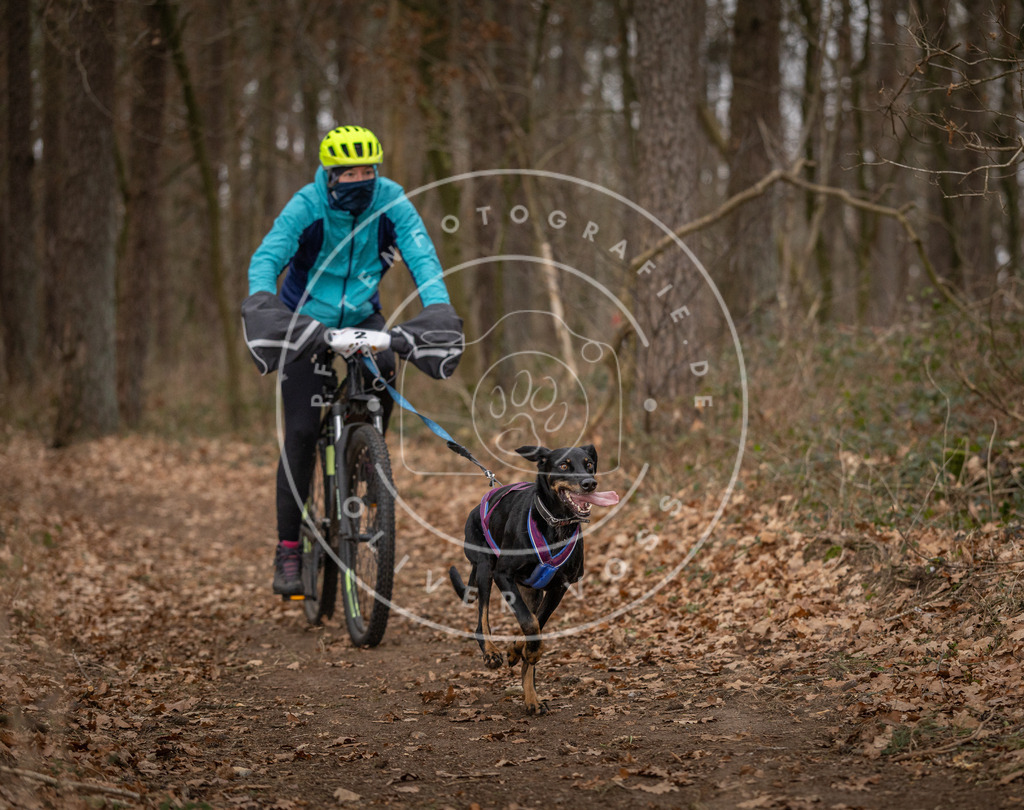 Pfotenfotografie_DV3A7117 | Hundefotografie, Tierfotograf, Pfotenfotografie, Fotoshooting Hund, Hunde Portrait, Hundesport, Hundeportraits, Heideshooting, Hunde, Sportfotograf, Hundefotograf, Turnierhundsport, THS,  - Realisiert mit Pictrs.com