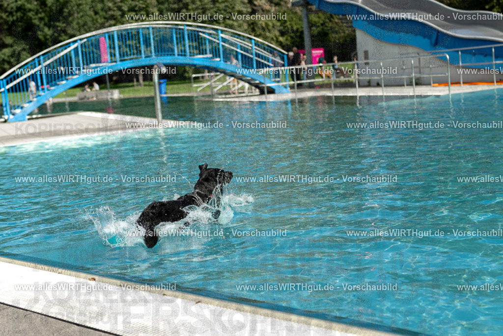 Hundeschwimmen_Volksbad_2026-allesWIRTHgut_Tierfotografie-2609061515-7R501377 | Professionelle Tierfotografie in Mönchengladbach von Daniel Wirth (allesWIRTHgut). Liebevolle & natürliche Bilder von Hunden & Katzen für unvergessliche Erinnerungen.