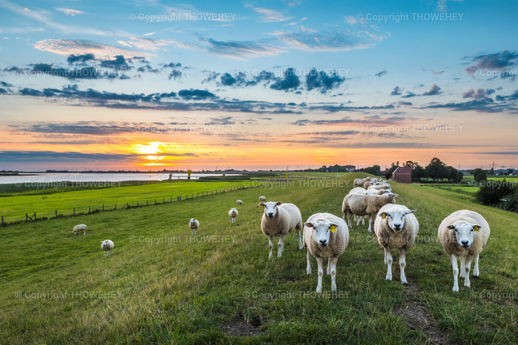 _1003834 | thowehey - Realisiert mit Pictrs.com