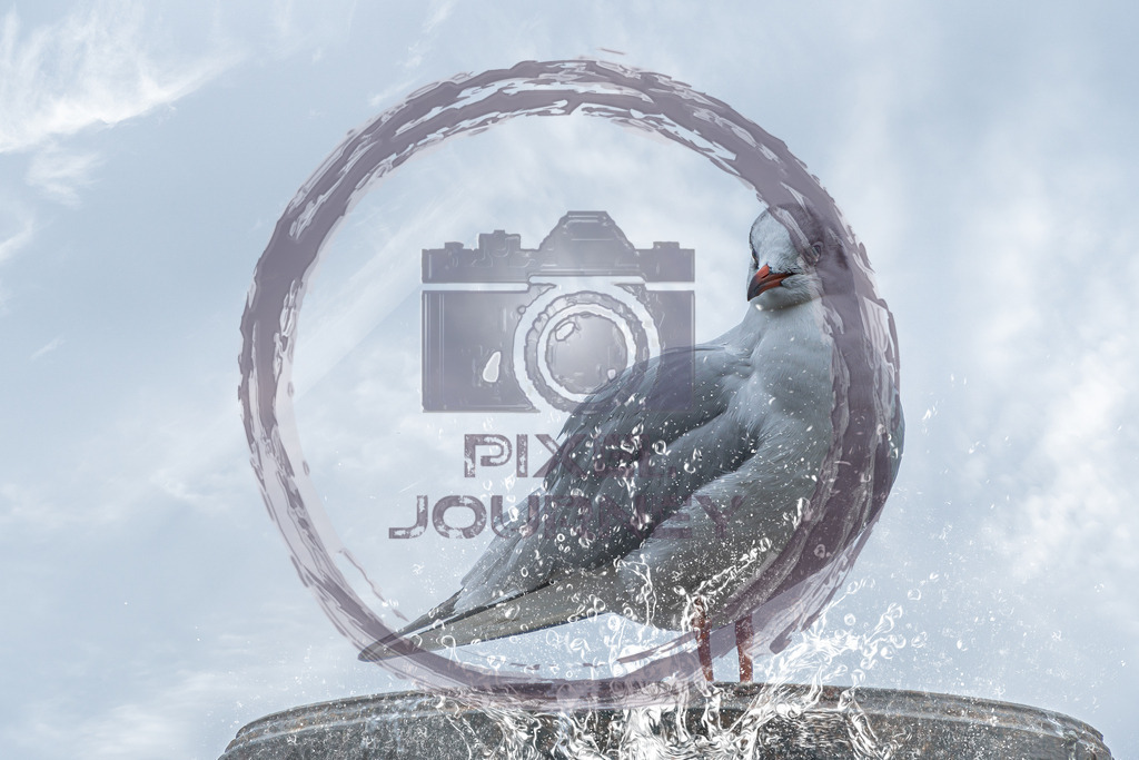 Möwe_in_der_Flut | Fotograf, Fotografin, Portraitfotograf, Kunstfotograf, Fotoshop Fineart, Fotoshop Kunstfotografie, Fotos kaufen, Pixeljourney, Doreen Riedel, Natur, Tiere, Architektur, Kunst, Makro