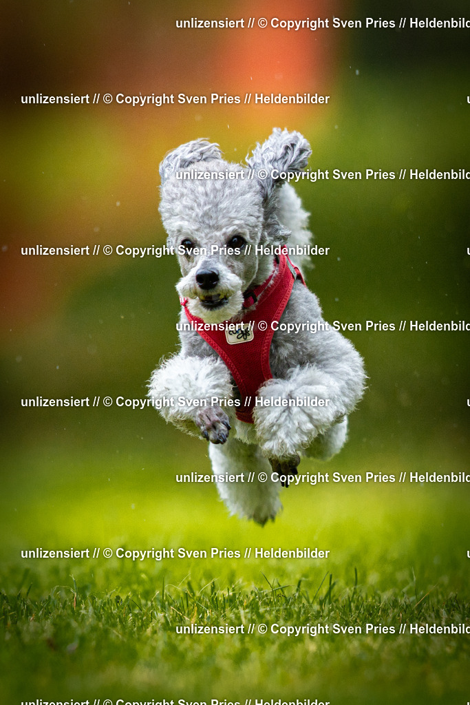 Sven Pries | 2025-09-21 - Hunderennen Baden-Oos - Realisiert mit Pictrs.com