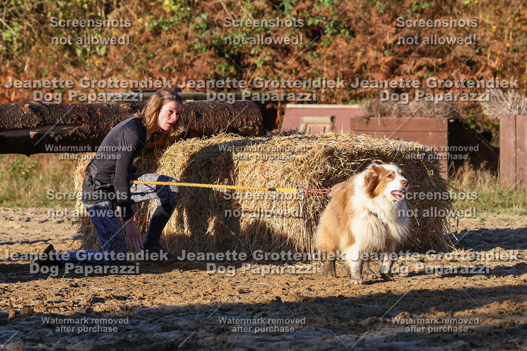 Dog Paparazzi - Strongdog 10-25-1027 | Dog Paparazzi Jeanette Grottendiek Fotografie & Videografie - Realisiert mit Pictrs.com