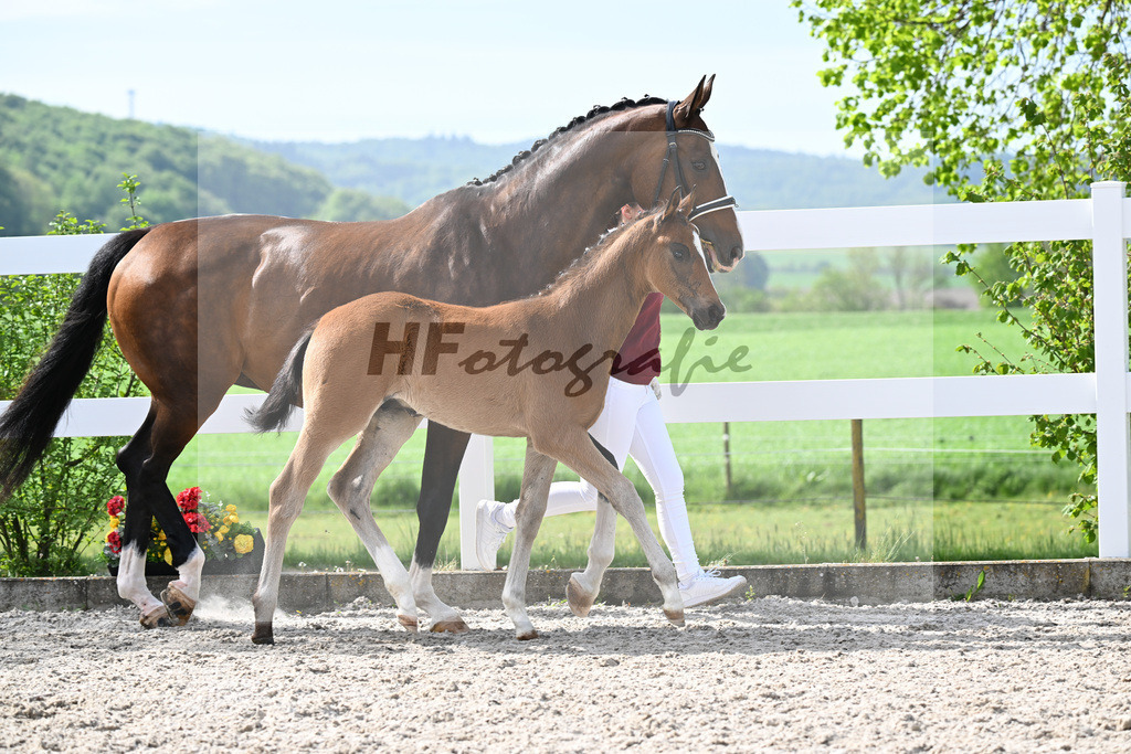 Kat-Nr. 811 HF v. Grey Tonic x Sir Donnerhall I_Rieder_23260214 | hf-fotografie - Realisiert mit Pictrs.com