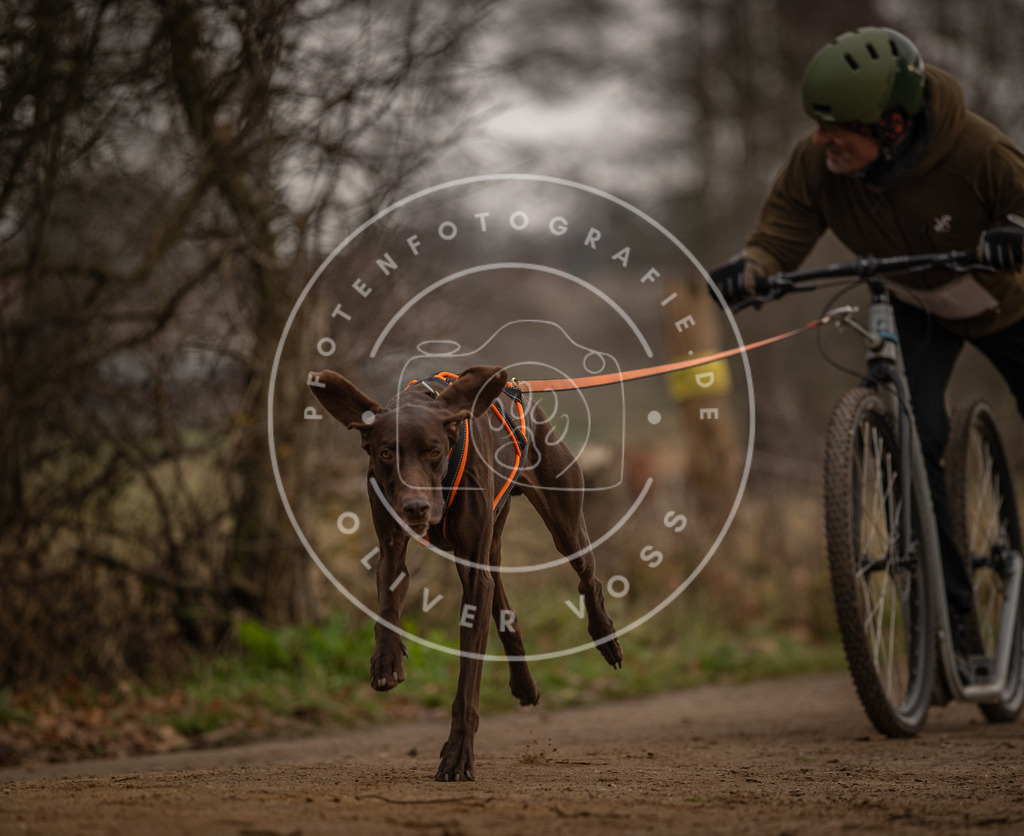 Pfotenfotografie_DV3A4091 | Hundefotografie, Tierfotograf, Pfotenfotografie, Fotoshooting Hund, Hunde Portrait, Hundesport, Hundeportraits, Heideshooting, Hunde, Sportfotograf, Hundefotograf, Turnierhundsport, THS,  - Realisiert mit Pictrs.com