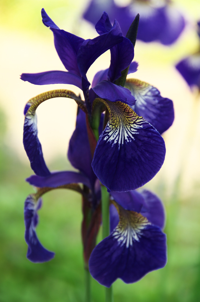 Sibirische Schwertlilie | Mit Sibirien assoziiere ich Kälte und endlose Wälder. Die Existenz der farbintensiven Schwertlilie beweist, dass ich meine Vorurteile über Sibirien überdenken muss. - Realisiert mit Pictrs.com