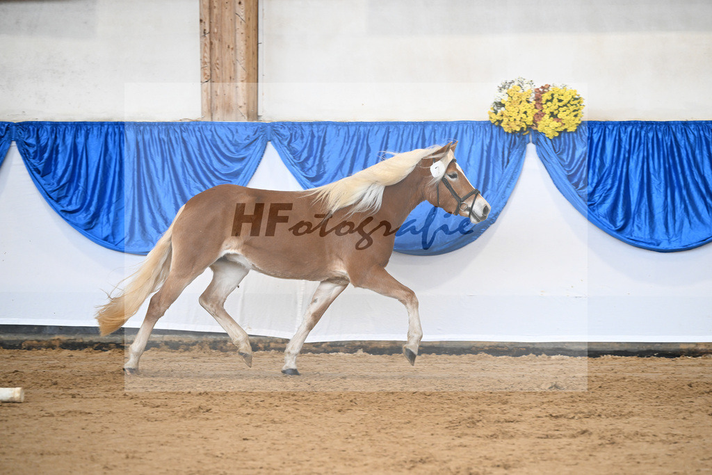 Bl. Band Kat-Nr. 7 Aruna vom Eulental v. Sternzauber_Schoenung_48251356 | hf-fotografie - Realisiert mit Pictrs.com