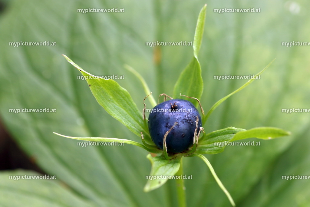 Einbeere-009 | Das Bilderarchiv über Tiere, Planzen und Landschaften. In der Bilddatenbank finden Sie ein große Auswahl an hochwertigen Bilder für Ihre Werbung - Realisiert mit Pictrs.com