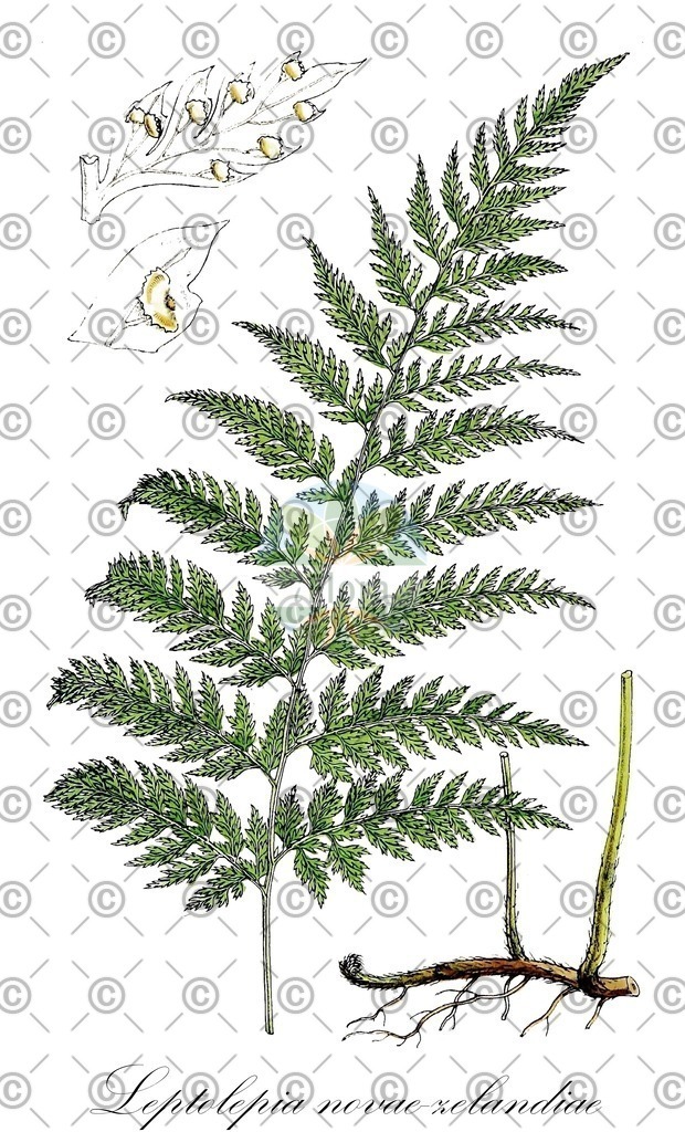 HistAbb_wfo-0000166614_1_ENZY_Simple | Historische Abbildung von Leptolepia novae-zelandiae - Dennstaedtiaceae | Historical Illustration of Leptolepia novae-zelandiae - Dennstaedtiaceae