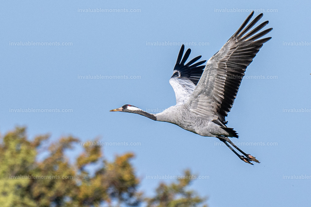 Rügen-2 | invaluablemoments.com - Realisiert mit Pictrs.com