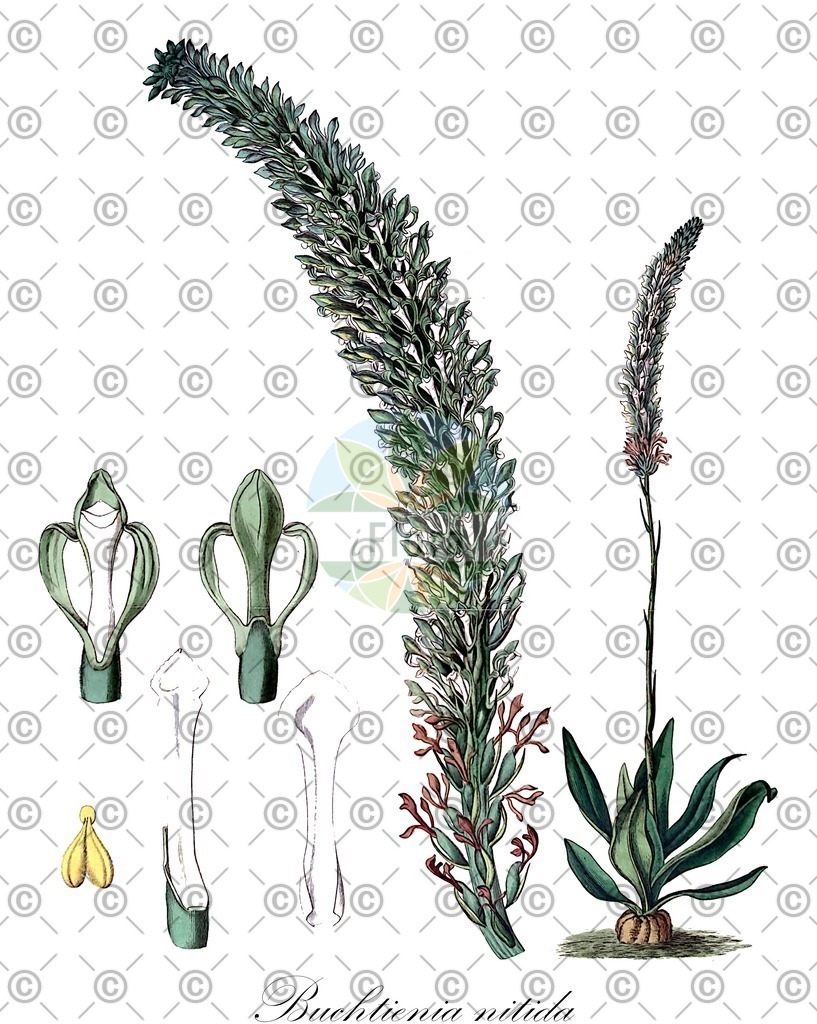 HistAbb_wfo-0000573861_1_ENZY_Simple | Historische Abbildung von Buchtienia nitida - Orchidaceae | Historical Illustration of Buchtienia nitida - Orchidaceae