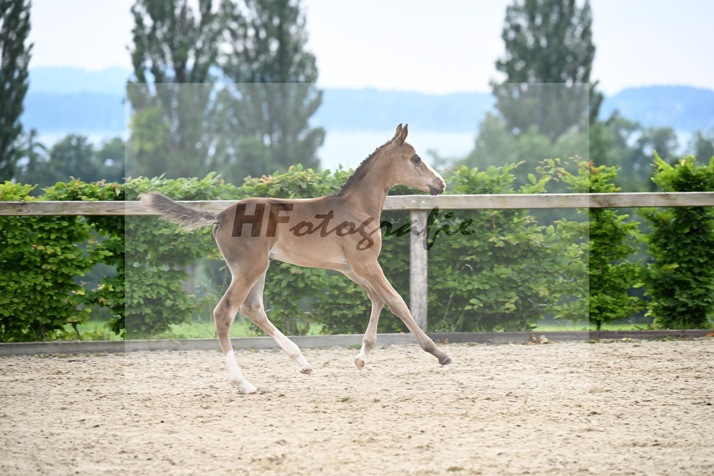 Kat-Nr. 12 Taycan B x Couletto_HF_Zuhra_14250148 | hf-fotografie - Realisiert mit Pictrs.com