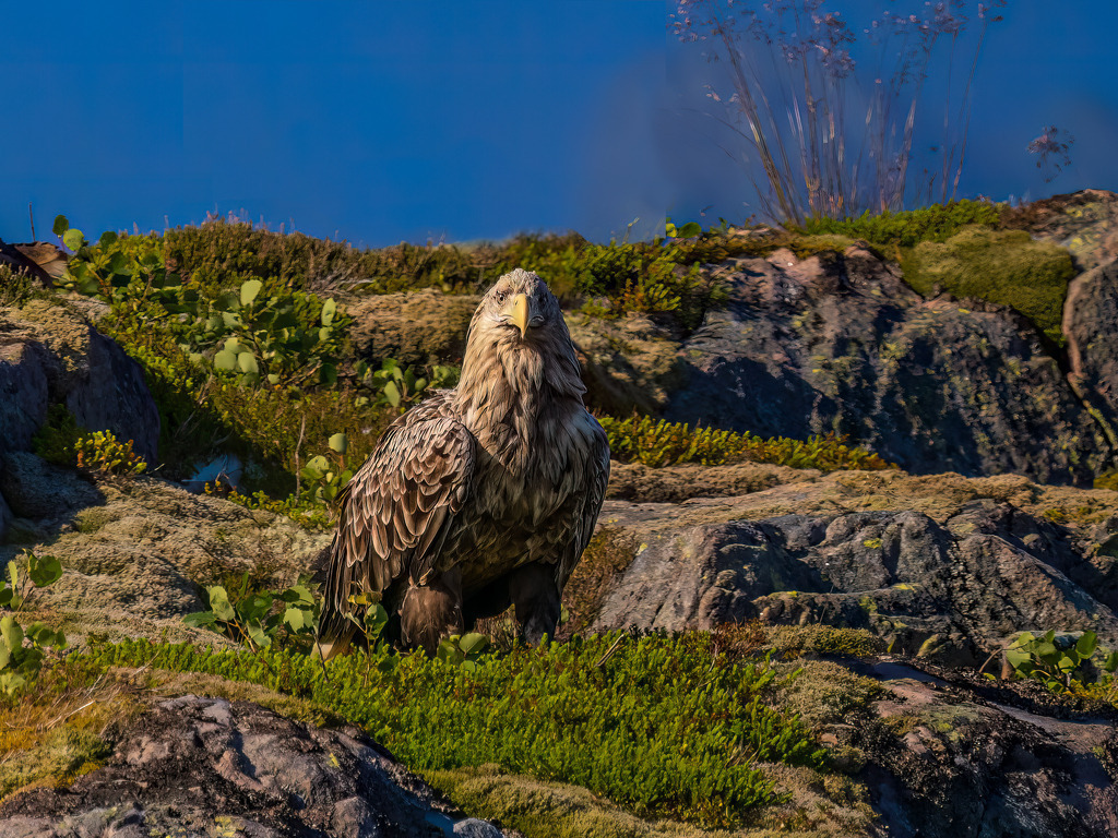 P1001502-Bearbeitet-2022-Bearbeitet-2022-Bearbeitet-2022-2-LR | Natur im Moment - Realisiert mit Pictrs.com