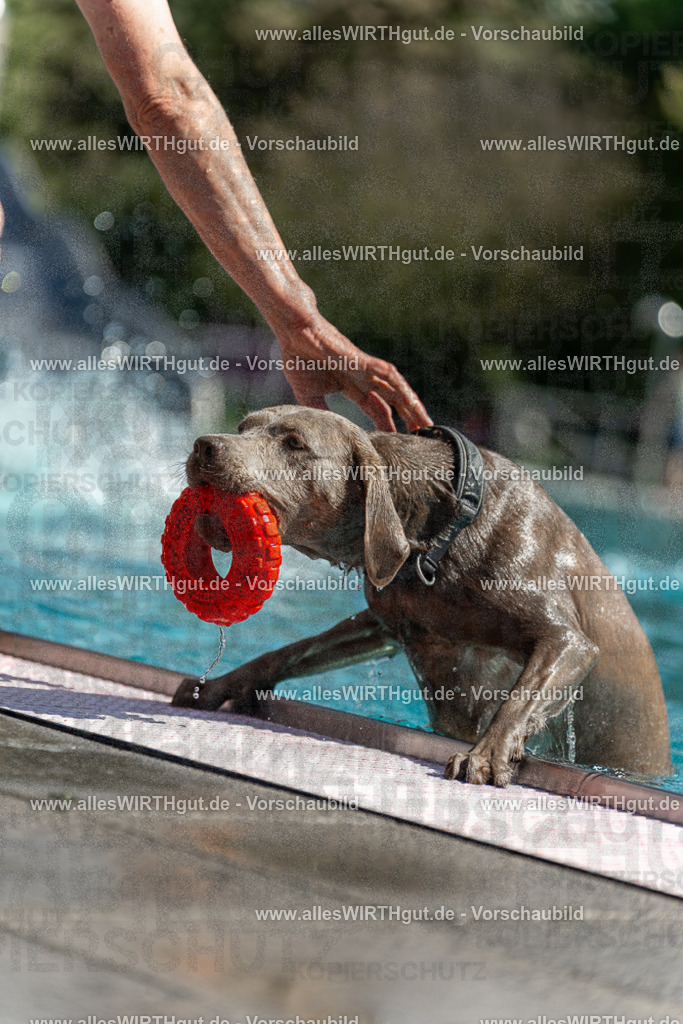 Hundeschwimmen_Volksbad_2026-allesWIRTHgut_Tierfotografie-2609061238-114803-7R500074 | Professionelle Tierfotografie in Mönchengladbach von Daniel Wirth (allesWIRTHgut). Liebevolle & natürliche Bilder von Hunden & Katzen für unvergessliche Erinnerungen.