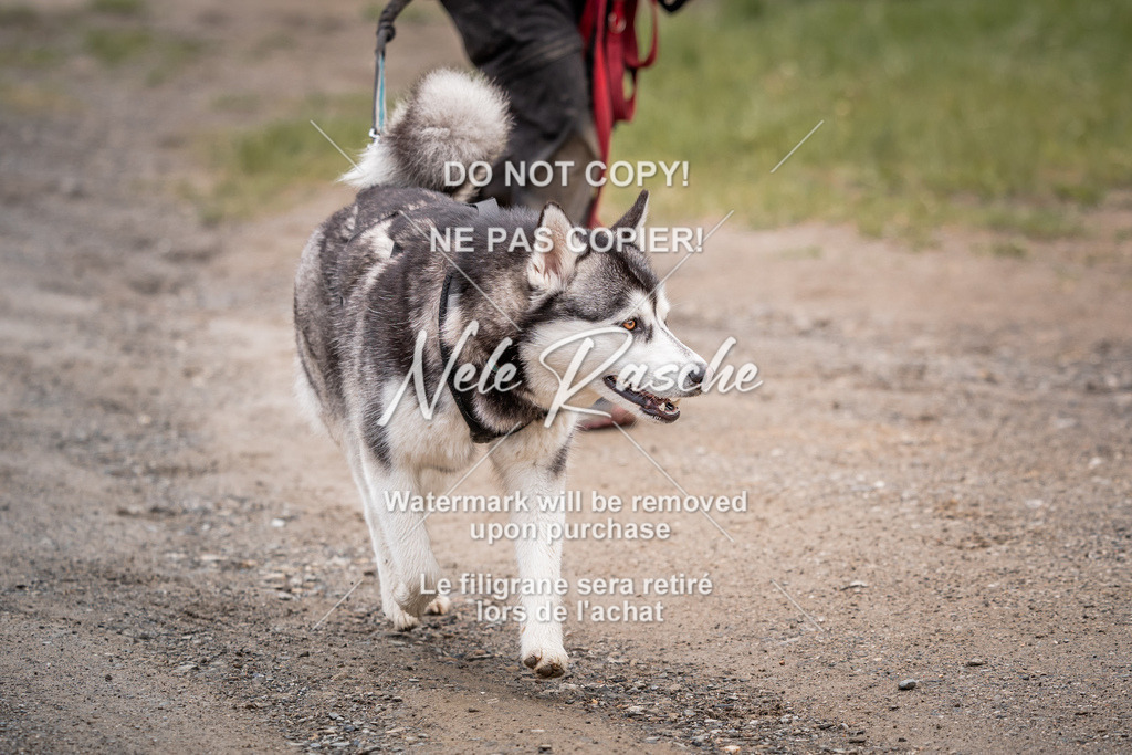 nelerasche_SoZieleinlauf_386 | nelerasche