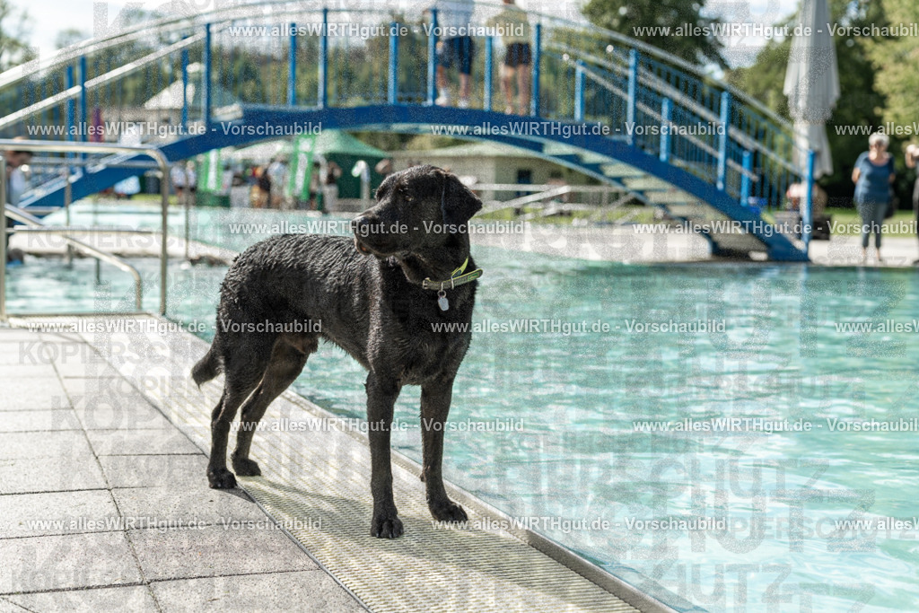Hundeschwimmen_Volksbad_2026-allesWIRTHgut_Tierfotografie-2609061456-7R501263 | Professionelle Tierfotografie in Mönchengladbach von Daniel Wirth (allesWIRTHgut). Liebevolle & natürliche Bilder von Hunden & Katzen für unvergessliche Erinnerungen.