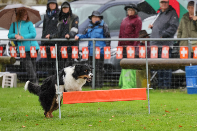 2025_Rally_Obedience_SM-129 | Ich fotografiere Hundeausstellungen, Sportanlässe, Zuchtstätten, Hundezucht, Hundeportrait, Lagotto - Realisiert mit Pictrs.com