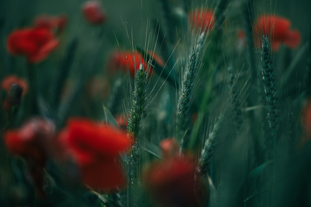 Roggen mit Mohn | Simone Sonderegger Photography