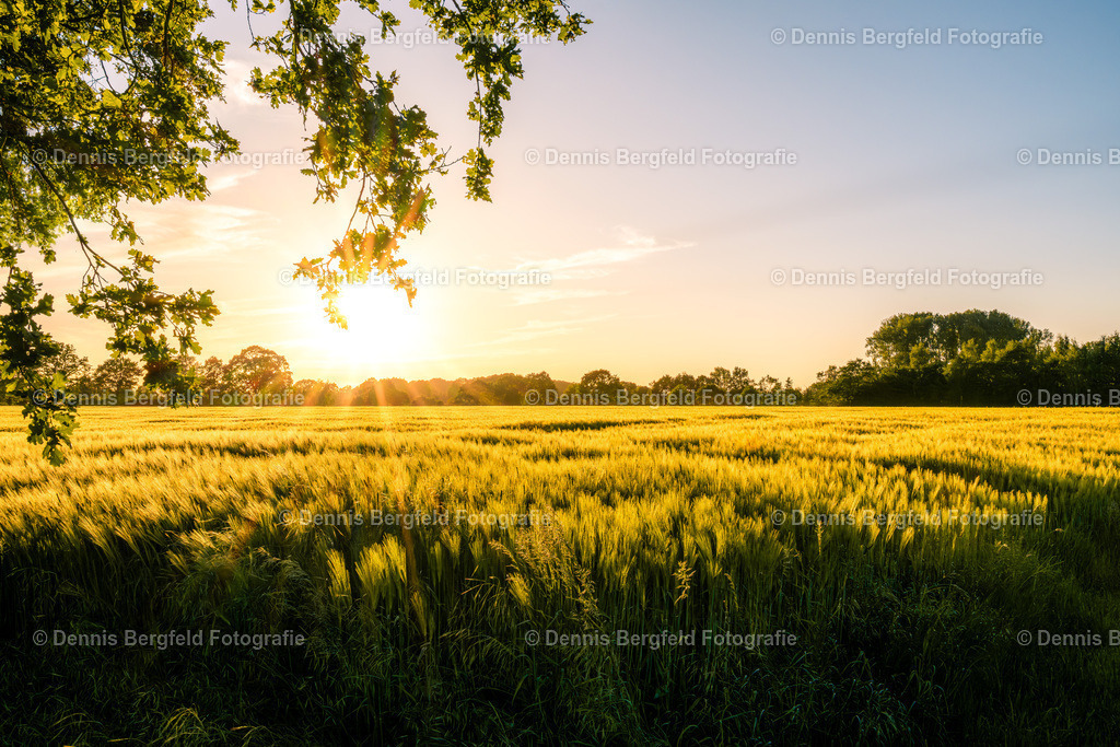 Kornfeld | Entdecken Sie Natur, Makro und Tierfotografie von Dennis Bergfeld.Besondere Momente und Details der Natur, hochwertig als Foto und Wandbild erhältlich. - Realisiert mit Pictrs.com