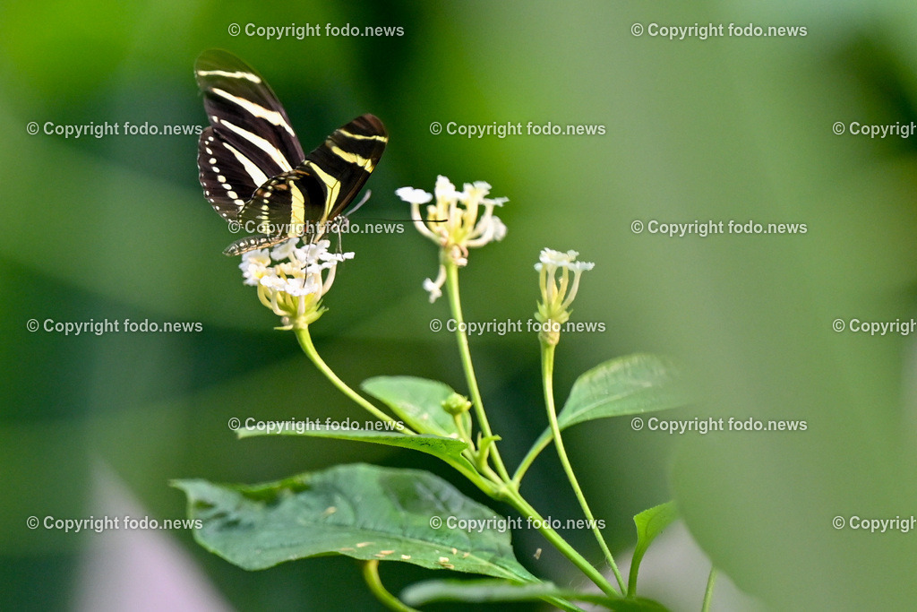 Botanischer Garten Linz_ Schmetterlinge_ Orchideen_ 21.01.2024-30 | 21.01.2024, Botanischer Garten Linz, AUT, Schmetterlinge, im Bild tropische Schmetterlinge, Schmetterling, Falter, Natur, Tiere, Blumen, Pflanzen, Insekten, Butterfly, Tropenhaus