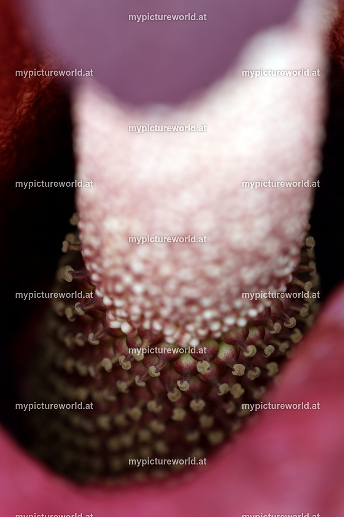 Teufelszunge-005 | Das Bilderarchiv über Tiere, Planzen und Landschaften. In der Bilddatenbank finden Sie ein große Auswahl an hochwertigen Bilder für Ihre Werbung - Realisiert mit Pictrs.com