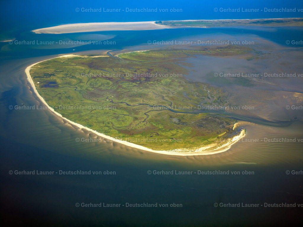 9300159 | Vogelschutzgebiet Memmert, Nationalpark Niedersächsisches Wattenmeer