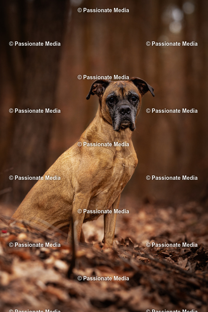 DSC01680 | Passionate Media, dein Fotograf aus Brandenburg, Märkisch Oderland, im Bereich Motorsport, Autos und Motorräder sowie Events und auch Hunde. Shootings oder auch Eventbegleitungen können bei mir gebucht we