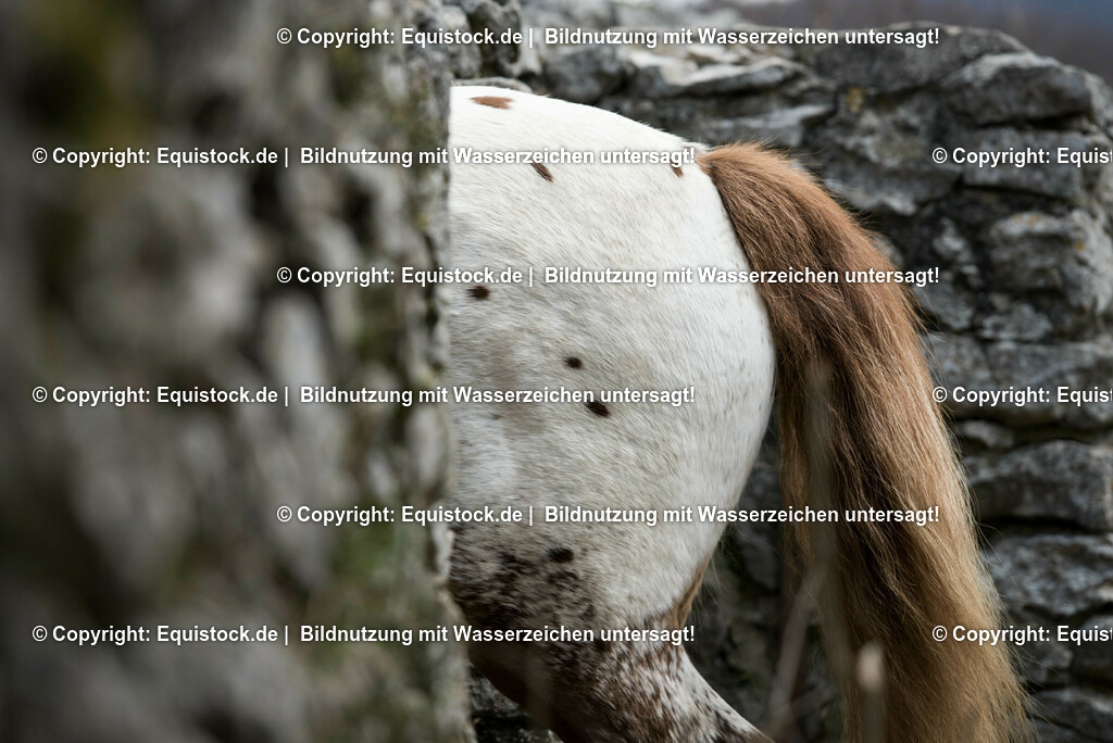 20150405_TOMsPiC_0080 | equistock