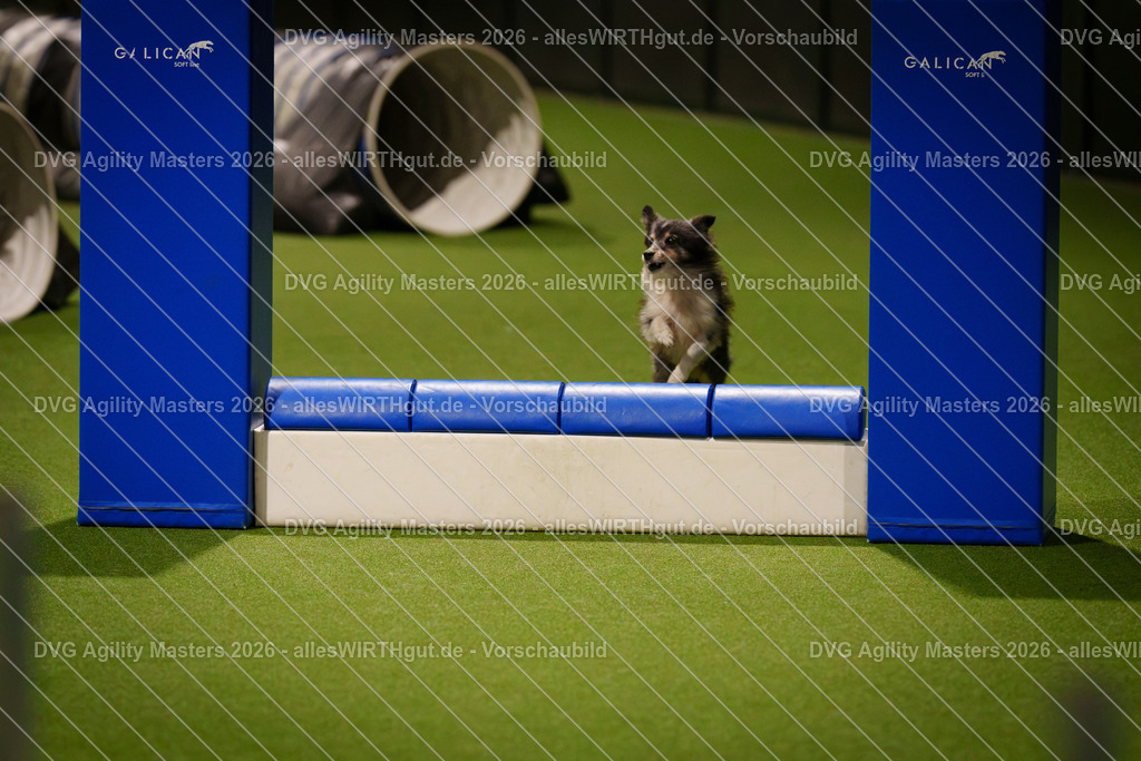 allesWIRTHgut_Tierfotografie-DVG_Agility_Masters_2026-18_07-7R506533 | Professionelle Tierfotografie in Mönchengladbach von Daniel Wirth (allesWIRTHgut). Liebevolle & natürliche Bilder von Hunden & Katzen für unvergessliche Erinnerungen.