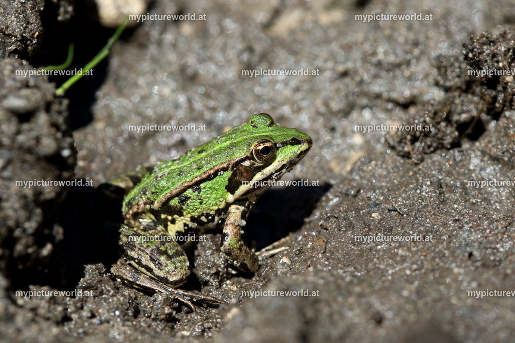 Kleiner Teichfrosch-055 | Das Bilderarchiv über Tiere, Planzen und Landschaften. In der Bilddatenbank finden Sie ein große Auswahl an hochwertigen Bilder für Ihre Werbung - Realisiert mit Pictrs.com