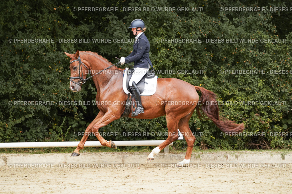 DSC09423 | Pferdegrafie