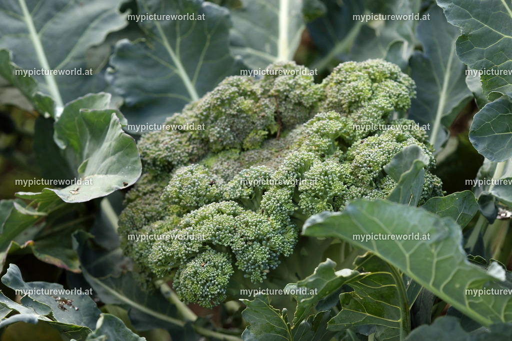 Brokkoli-002 | Das Bilderarchiv über Tiere, Planzen und Landschaften. In der Bilddatenbank finden Sie ein große Auswahl an hochwertigen Bilder für Ihre Werbung - Realisiert mit Pictrs.com