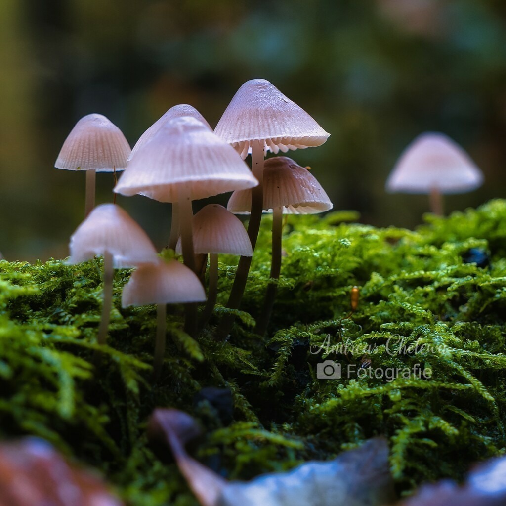 Weißer Schirmling auf grünem Moos | Der Onlineshop für malerische Fotografien aus dem Landkreis Vechta✅ Premium Druck auf Leinwand✅ Acryl✅ oder Alu-Dibond✅➤Jetzt Bestellen! - Realisiert mit Pictrs.com