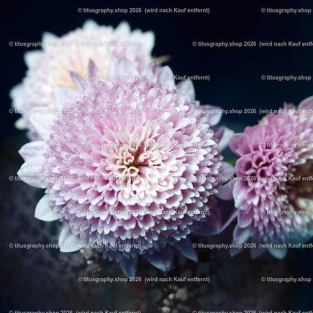 PC101792_edited | Fotokunstarbeit aus der INSTAGRAM-Gallerie auf titusgraphy.eu - Realisiert mit Pictrs.com