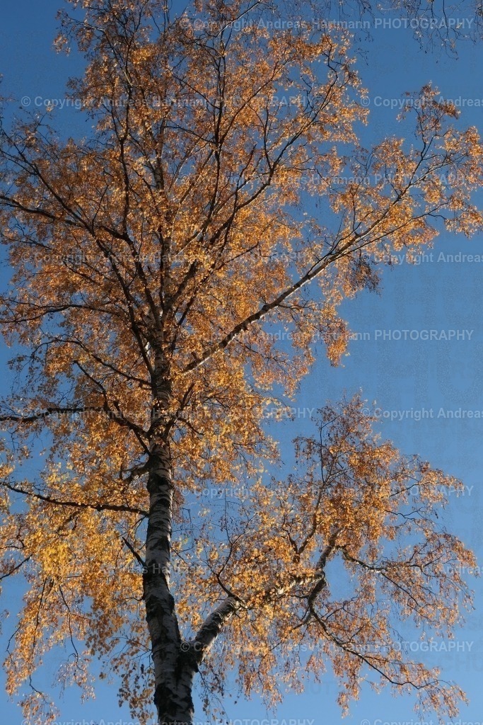 Birke mit Herbstlaub | Birke mit Herbstlaub - Realisiert mit Pictrs.com