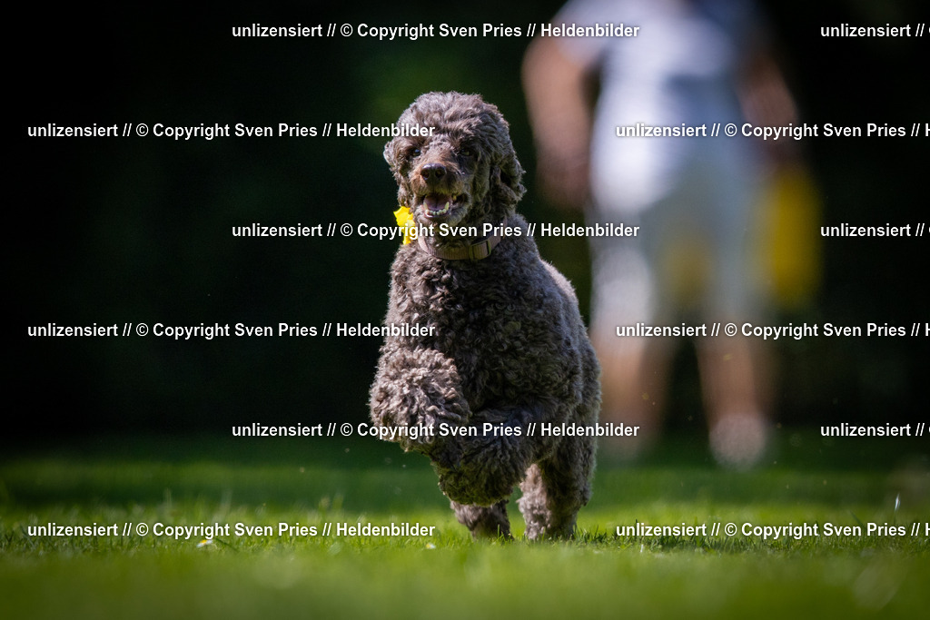 Sven Pries | 2025-08-10 - Hunderennen Durlach - Realisiert mit Pictrs.com