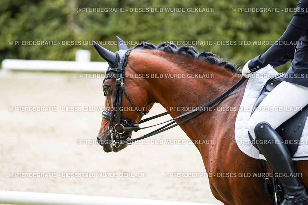 DSC01915 | Pferdegrafie