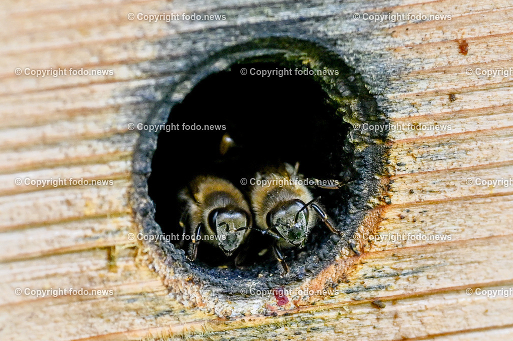 Heinz Wahlmüller (Imker)_ 07.04.2023-24 | 07.04.2023, Linz, AUT, Imker, Bienen, Bienenstock, Honig, im Bild Bienen, Bienenstock, Honig