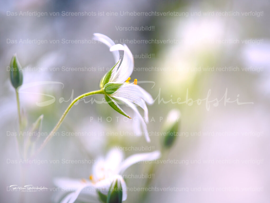 Wandbild Sternmiere | People- und Tierfotografie, Imageaufnahmen, Veranstaltungsfotografie und Wandbilder aus der Natur ★ Made in Germany ✔️ Druck + Downloads ✔️ Naturfotografie in Top Qualität ★ schneller Versand, weltweite Lieferung! - Realisiert mit Pictrs.com