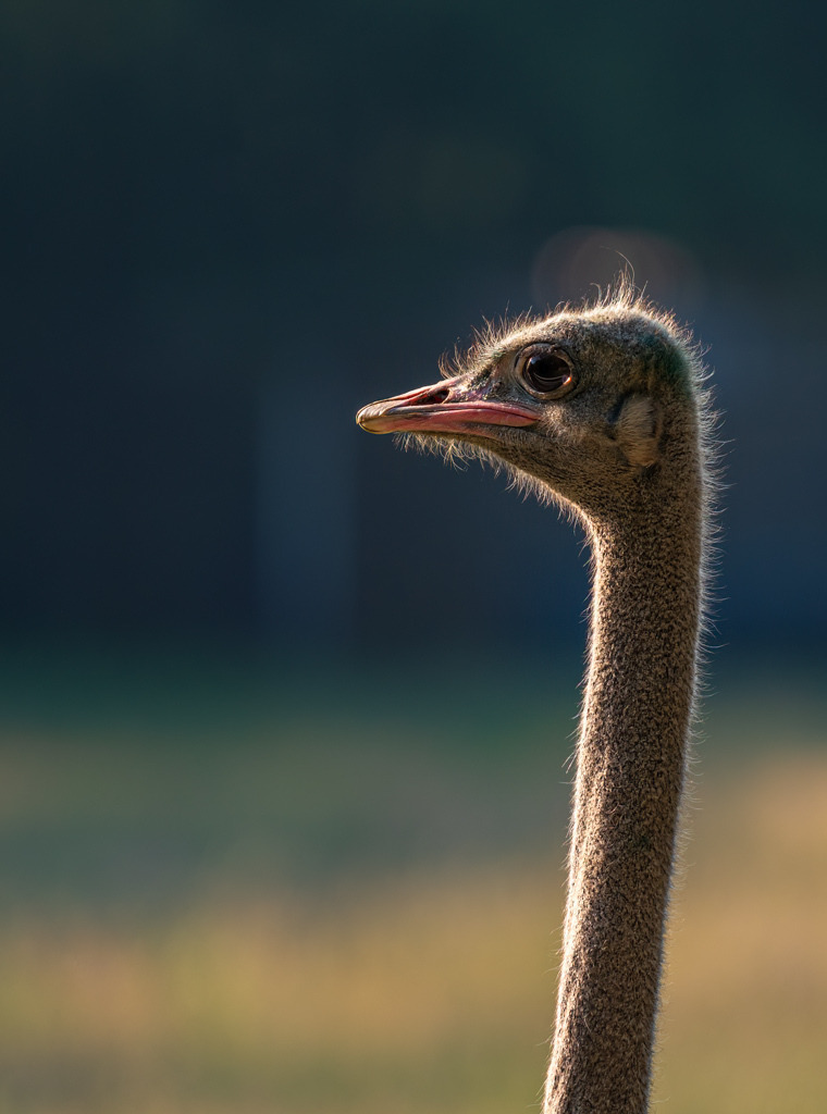 Vogel Strauß! | Strauße sind witzige und interessante Tiere! Diesen Zeitgenossen konnte ich auf einer Straußenfarm im Gegenlicht erwischen. - Realisiert mit Pictrs.com