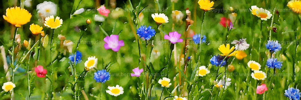 PDM2_Sommerwiese_240x80 | DIGITALKUNST. Sommerblumen. __ Bienen freundliche Blumenwiese mit Sommerblumen. __ Seitenverhältnis = 3 zu 1 - Realisiert mit Pictrs.com