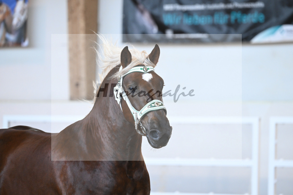 Kat-Nr. 2 v. Dirill_Wittmann_2230155 | hf-fotografie - Realisiert mit Pictrs.com