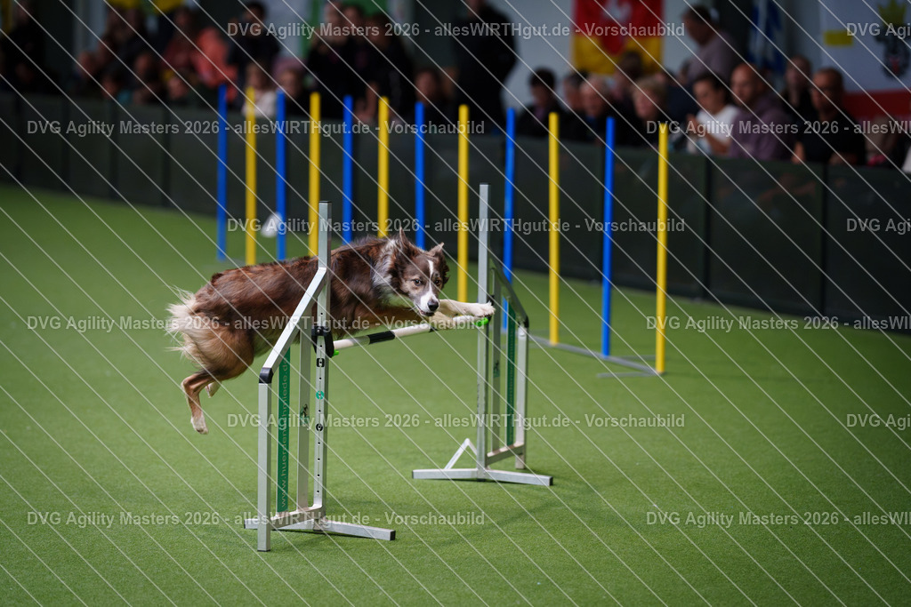 allesWIRTHgut_Tierfotografie-DVG_Agility_Masters_2026-09_40-7R502362 | Professionelle Tierfotografie in Mönchengladbach von Daniel Wirth (allesWIRTHgut). Liebevolle & natürliche Bilder von Hunden & Katzen für unvergessliche Erinnerungen.