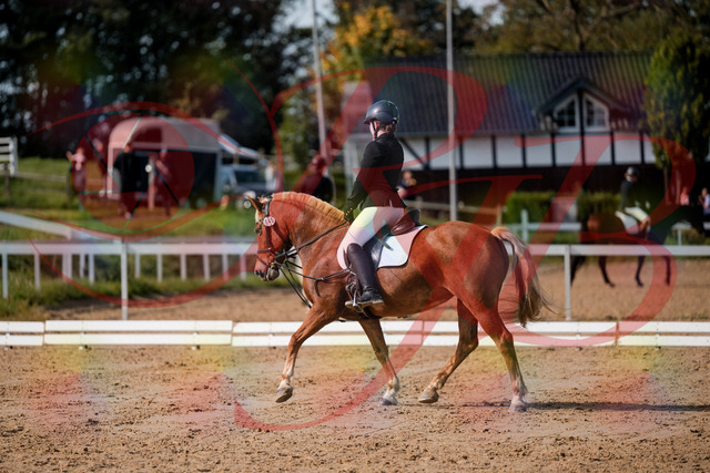 2026_10_03_Siefer-Hof_122030_Z63_43166572 | Professionelle Reitsport-, Turnier- und Eventfotografie von Robert Broda. Galerien mit ausgewählten und bearbeiteten Bildern direkt online ansehen und bestellen.