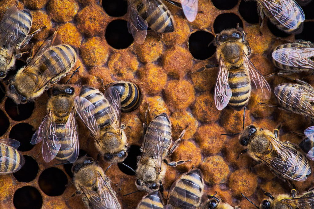 PSX_20230722_190101 | die schönsten Bilder aus Wald und Wiese, sowie Streifzüge durch den Garten mit der gesamten Blumen & Insektenwelt.   - Realisiert mit Pictrs.com