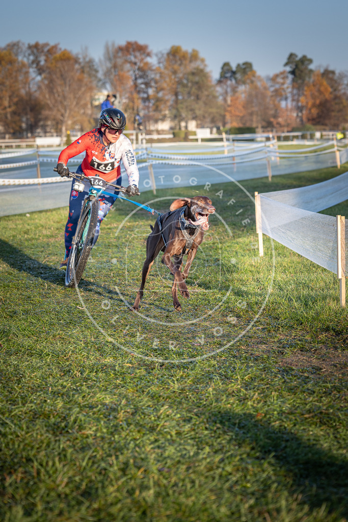CaniXpix_0L8A3515 | Hundefotografie, Tierfotograf, Pfotenfotografie, Fotoshooting Hund, Hunde Portrait, Hundesport, Hundeportraits, Heideshooting, Hunde, Sportfotograf, Hundefotograf, Turnierhundsport, THS,  - Realisiert mit Pictrs.com