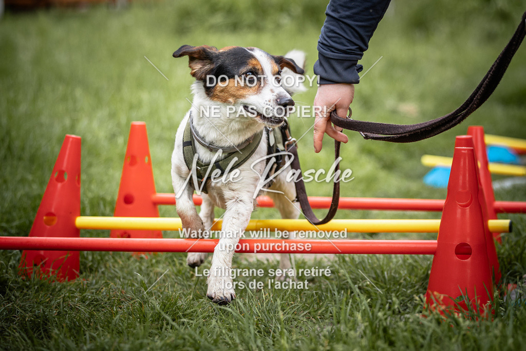 nelerasche_So-earlydog_11 | nelerasche