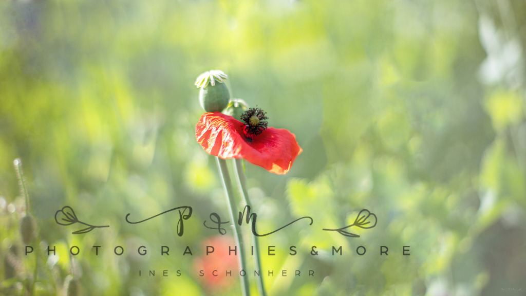 IMGP0178_2560x1440 | Photographies and more - Realisiert mit Pictrs.com